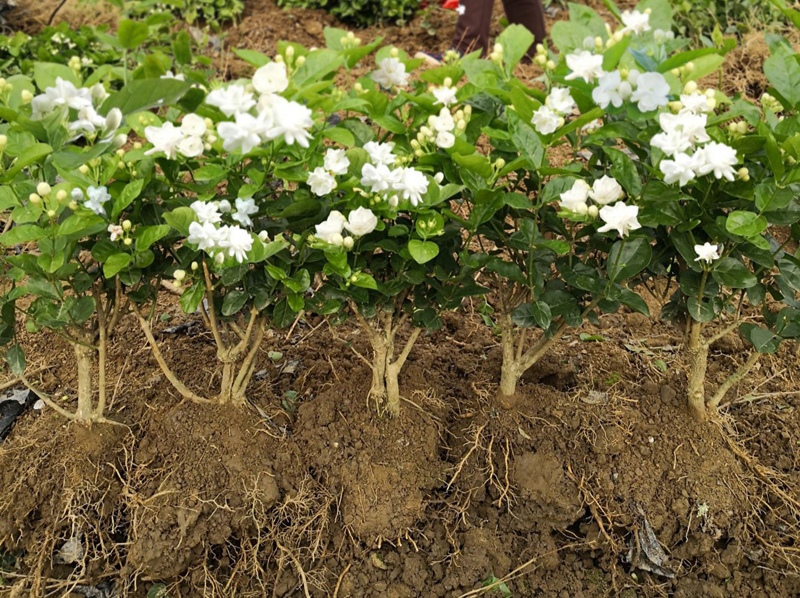 20种“懒人”花草，阳台客厅必备，好养好看，还能净化空气