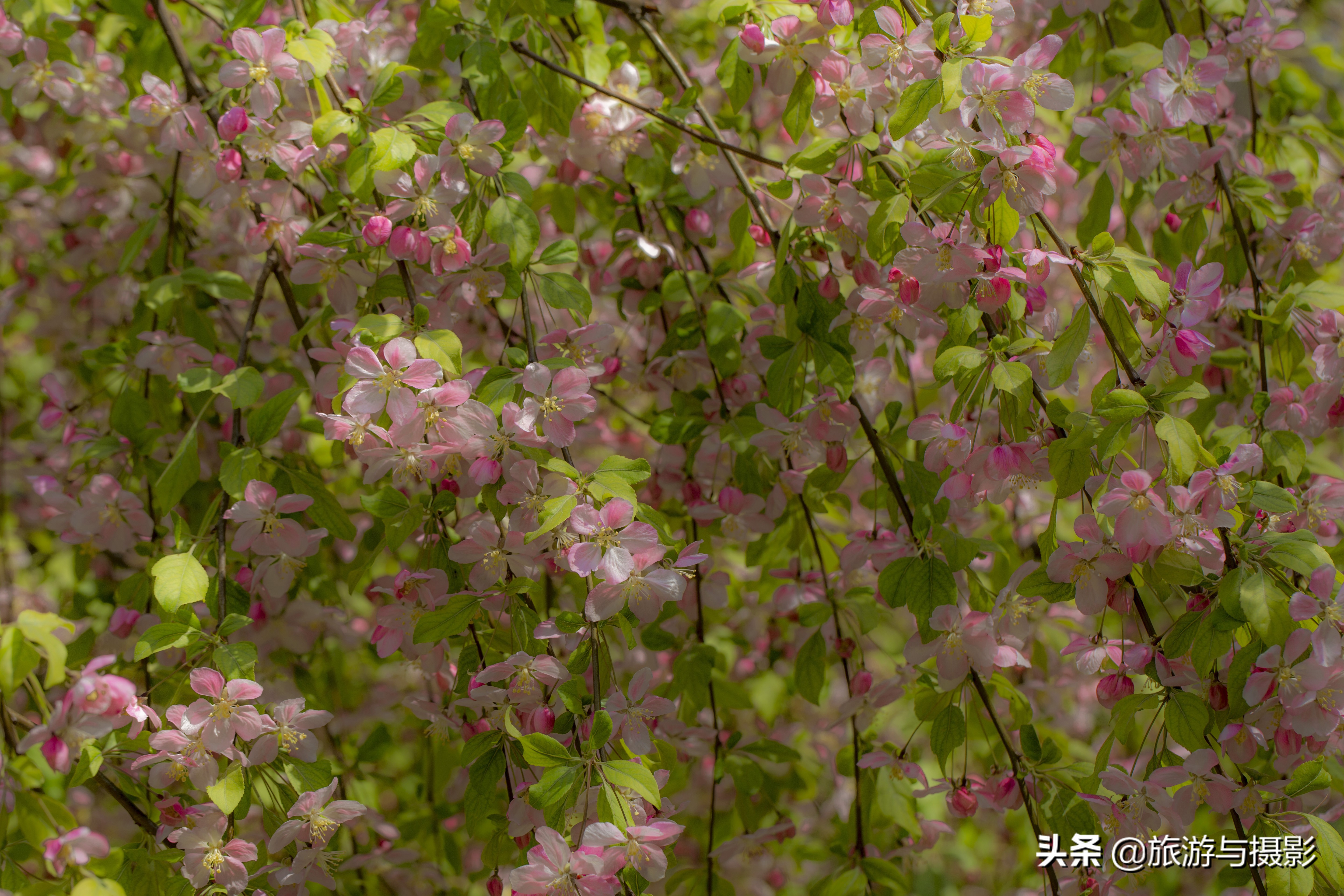 海棠花古诗美图38首