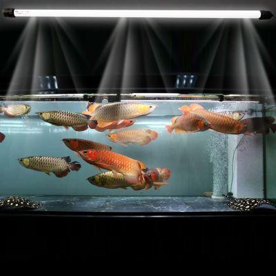 什么魚缸都可以養魚，并且都能養好，我們應該如何選擇為好呢？