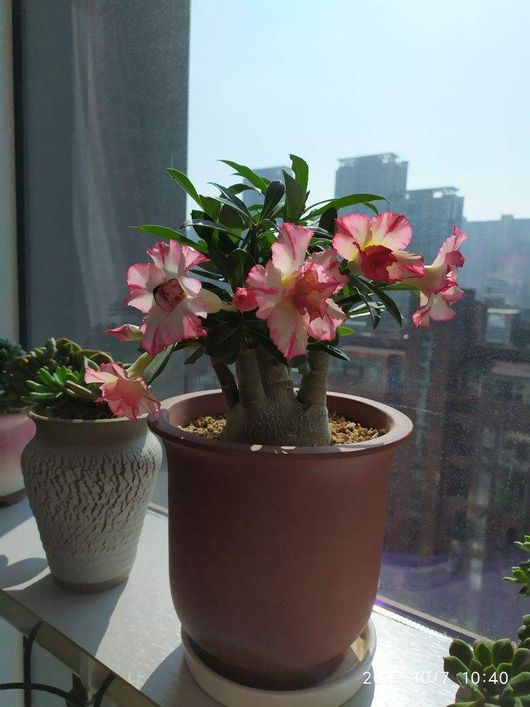 这花比绿萝还好养,开花还很勤快,懒人必备