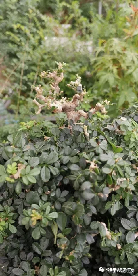 一棵朽木对节盆景桩的蜕变