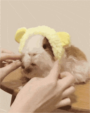 荷兰猪养一只会寂寞吗科普