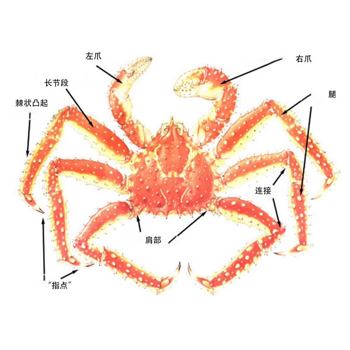螃蟹的身体构造图片