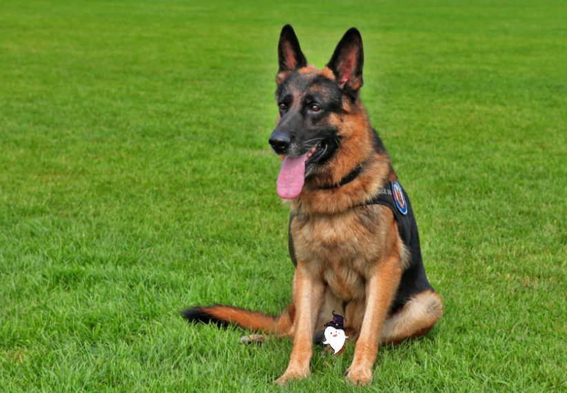 西德牧羊犬(养德国牧羊犬的4个好处和4个坏处)