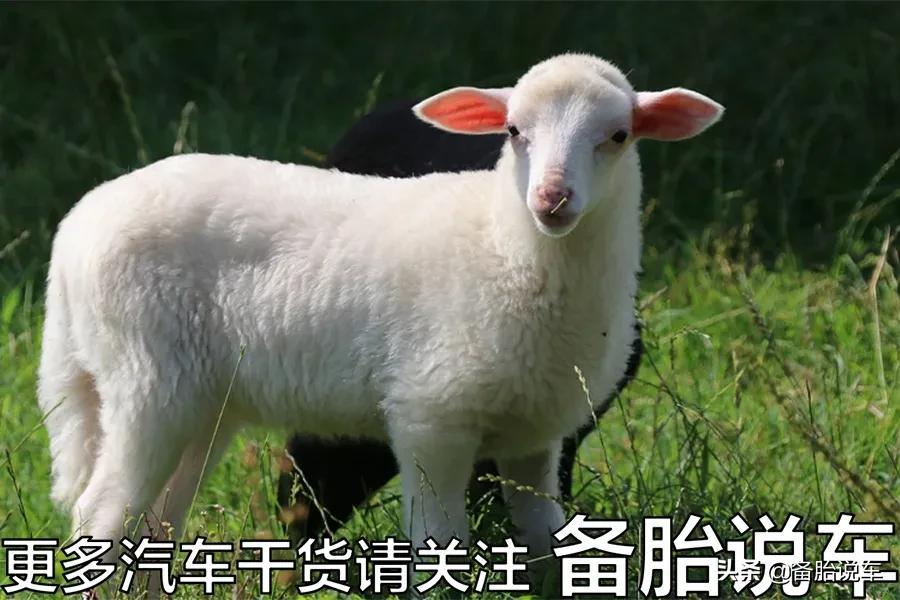 买新车,赠品要哪几样最划算?