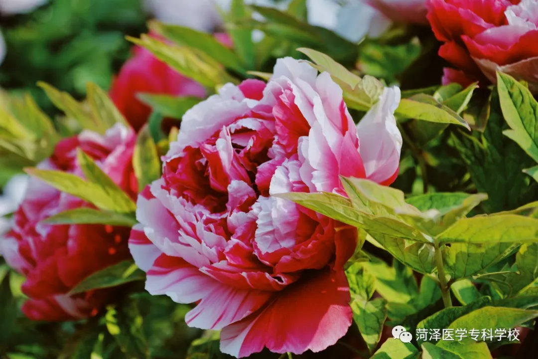 菏泽医学专科学校牡丹，又是姹紫嫣红开遍