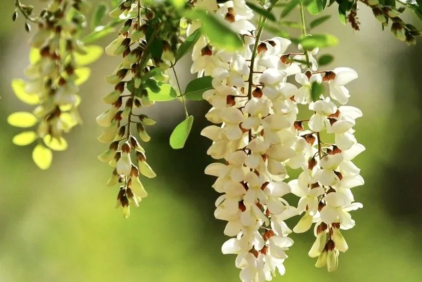 海安市城东镇西场小学韦钰：走出舒适圈——我的首次三年级之旅