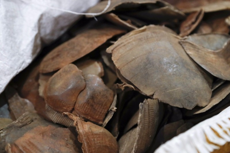 男子收购穿山甲鳞片治病，获刑3年6个月，为什么有人吃“指甲”？