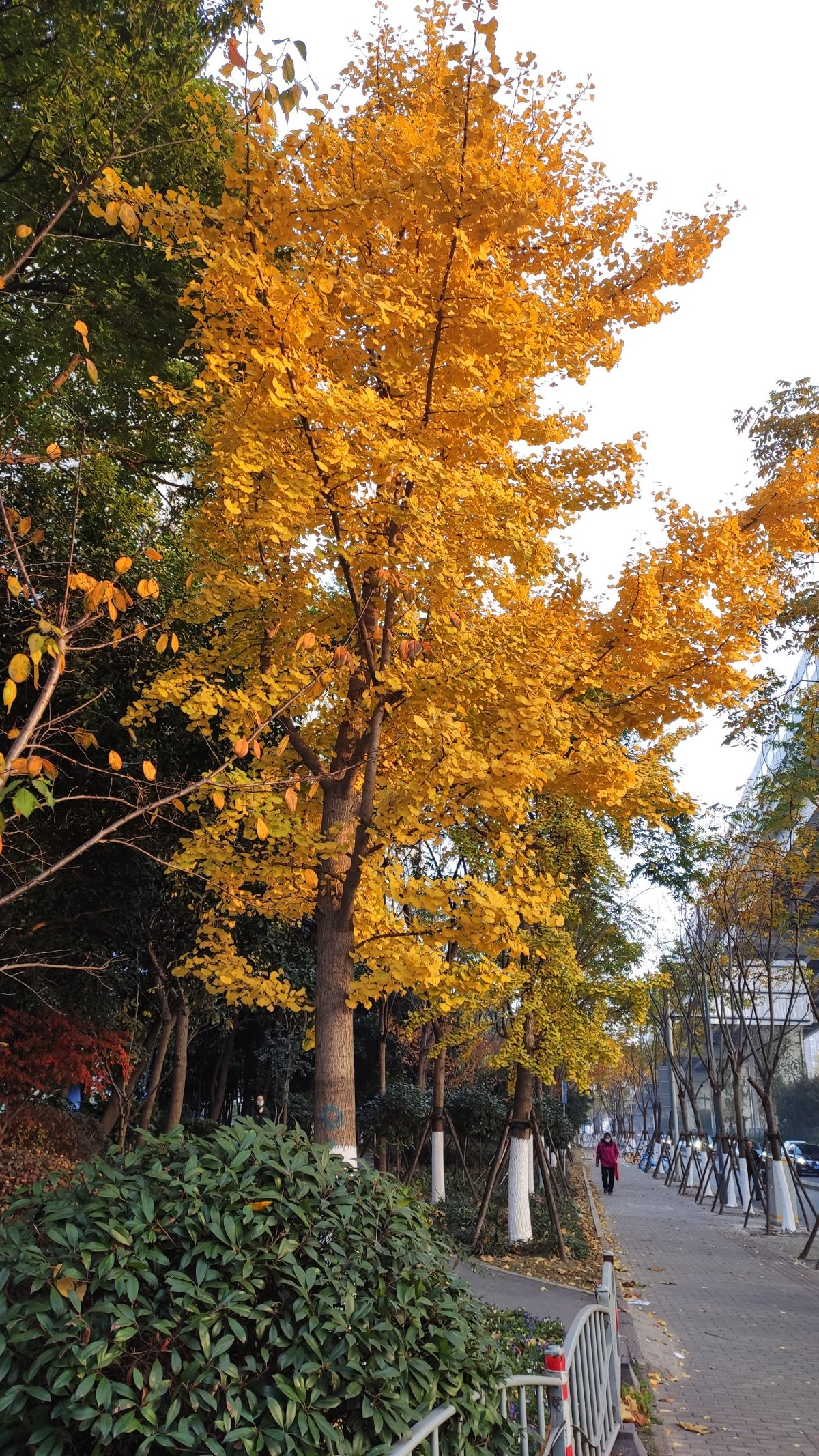 銀杏樹(shù)種植,銀杏樹(shù)種植方法