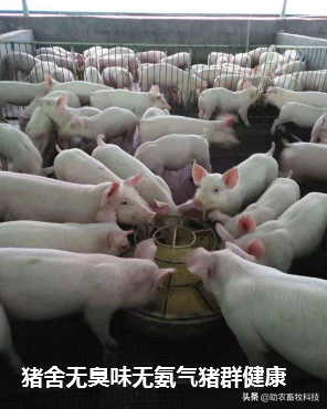 公司+农户及肉猪场防控非洲猪瘟简单有效的措施，可以验证！