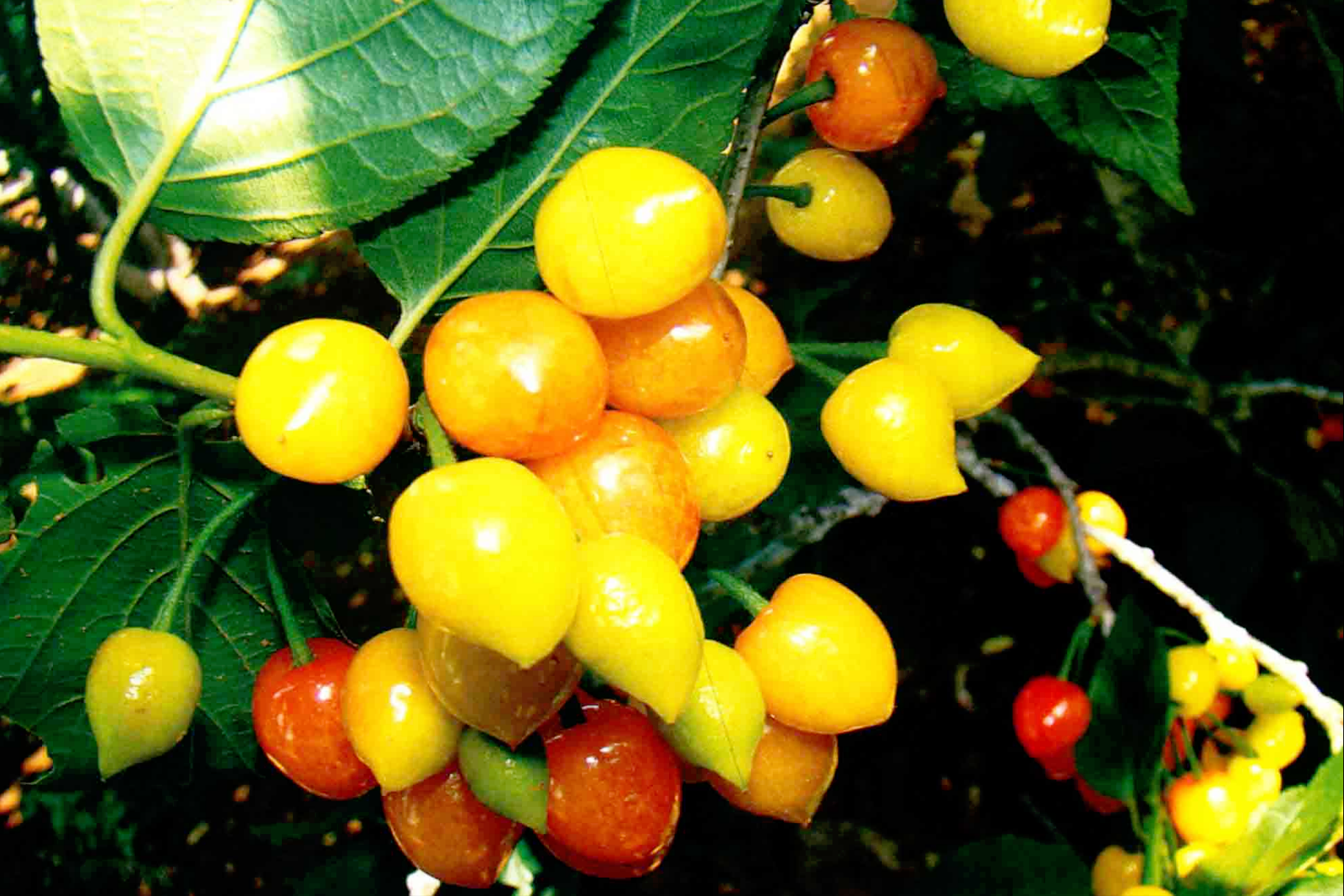 车厘子进入我国已经150年了，150年来，它都经历了什么？