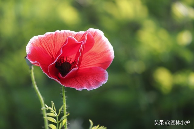 恶之花是什么花（恶之花最美丽的话的话语）