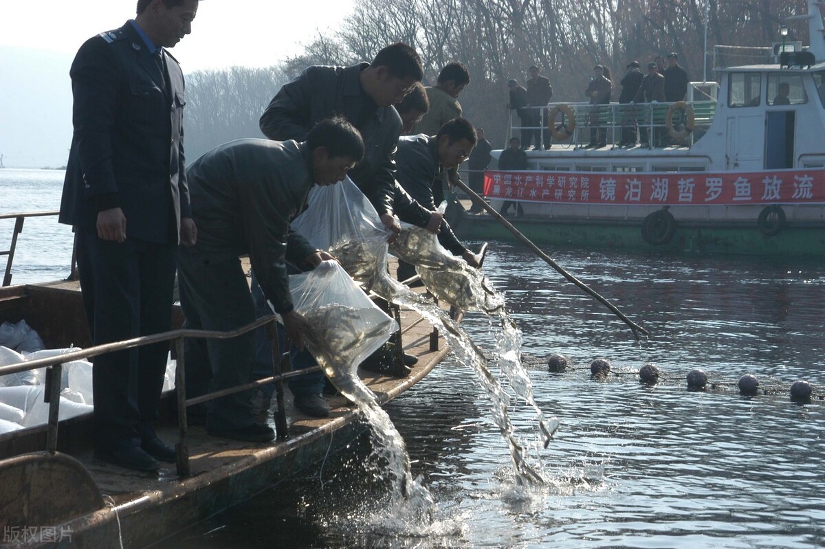 喀納斯湖的“水怪”，到底是什么？10米長的大魚，真是哲羅鮭嗎？