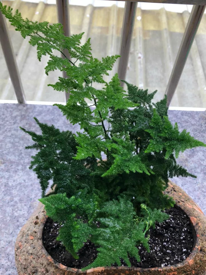 云竹盆景价格文竹盆景凭什么卖得贵