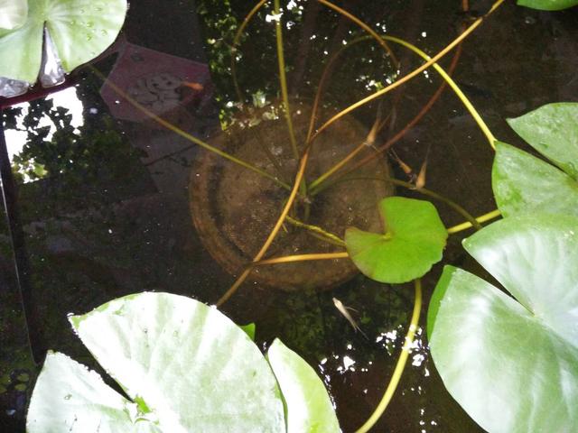 孔雀魚生小魚,孔雀魚生小魚要多久才能生完