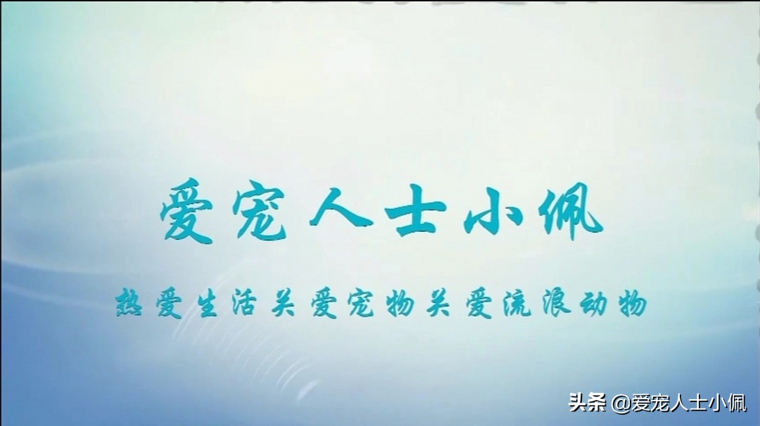 猫咪流泪原因揭秘：是生病还是正常现象？