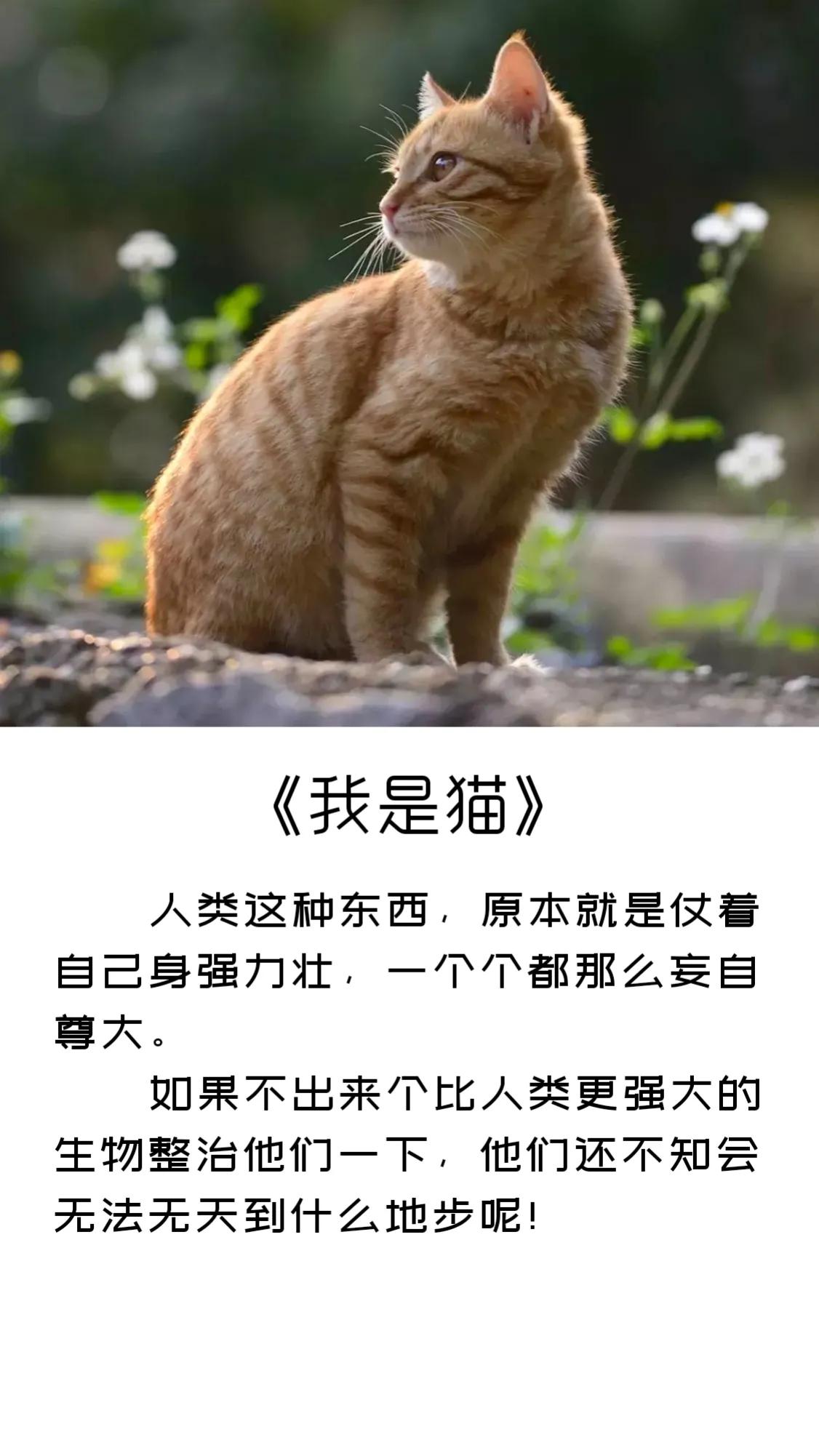 《我是猫》精彩句子摘录