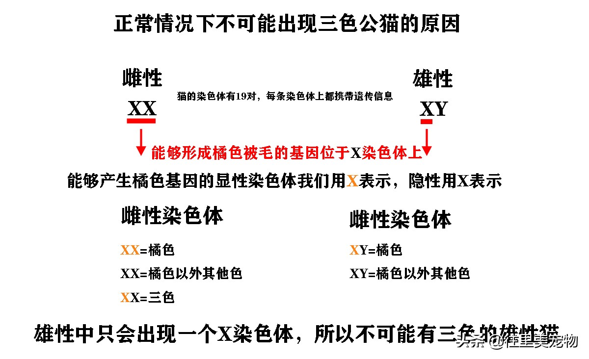 三十万只猫中才有可能出现一只三色公猫，难怪它能被卖到130万元