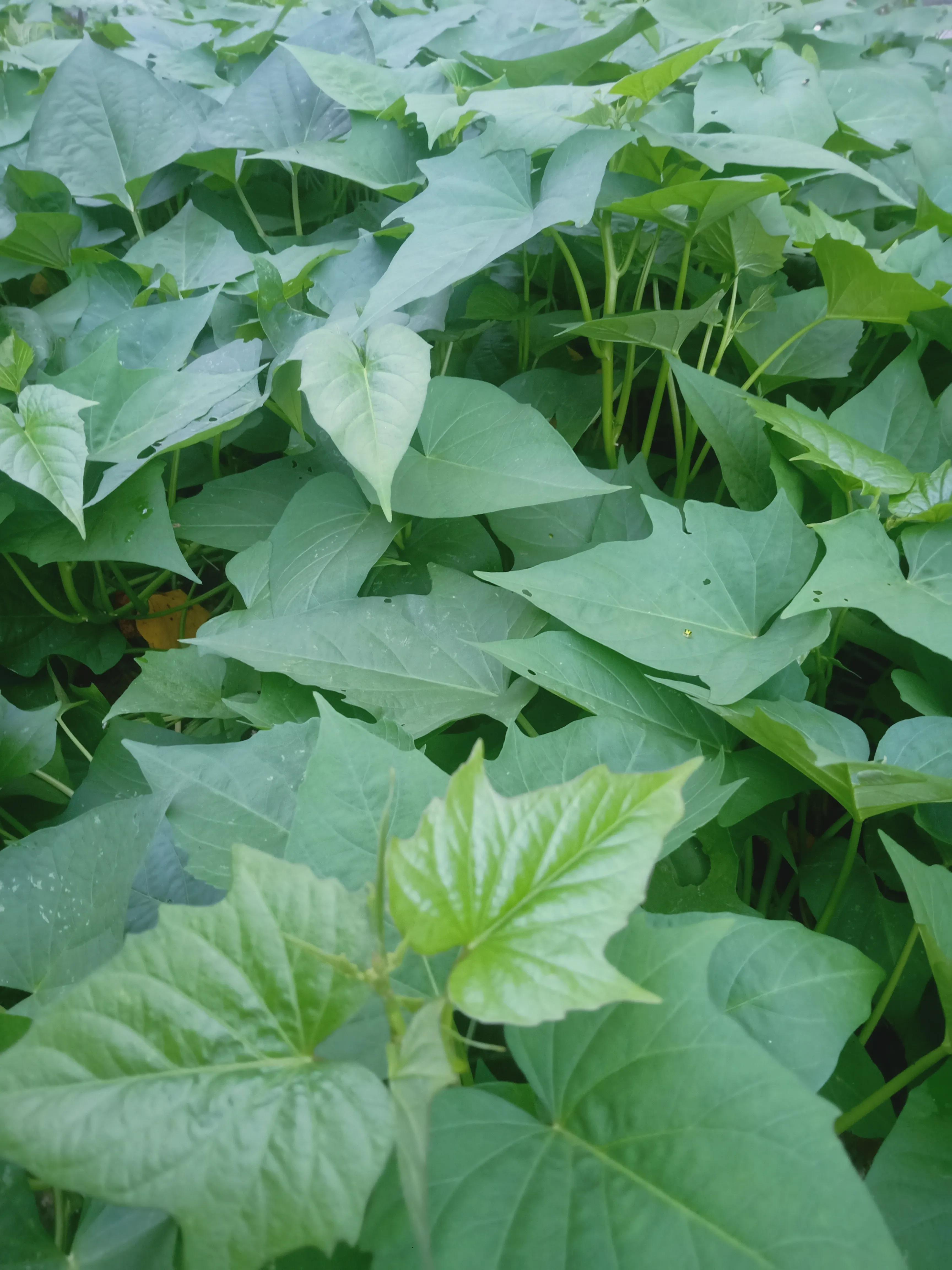 红薯叶做菜好处多