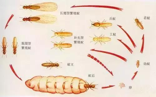 南昌：白蚁进入活跃期，居民不胜其扰，快来学学这些招数