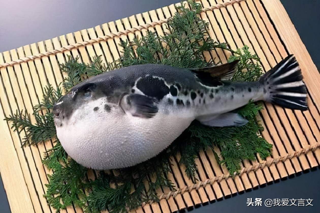 经典文言文赏析 | 食河豚者