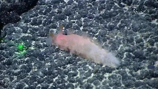 你对海洋了解吗？不要错过这个生物多样性环保创意大赛！