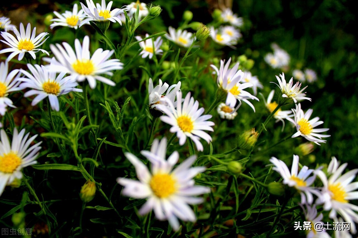 冬天可以种什么花？冬季里最耐寒的15种花卉介绍