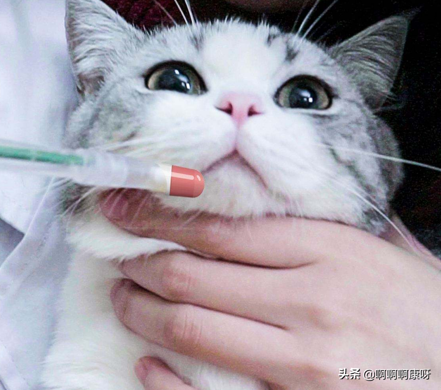 怎么判断感染猫藓，猫藓又是什么，猫藓患者教你预防治疗的好办法