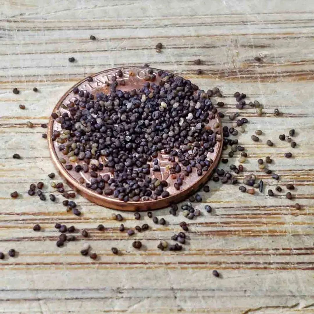 虞美人种植时间和方法(教你养盆开花灿烂虞美人)