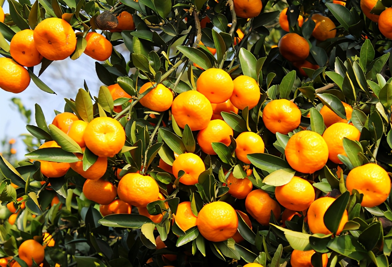 南丰蜜橘2017价格分析(南丰蜜桔收购价下跌) - 价格百科