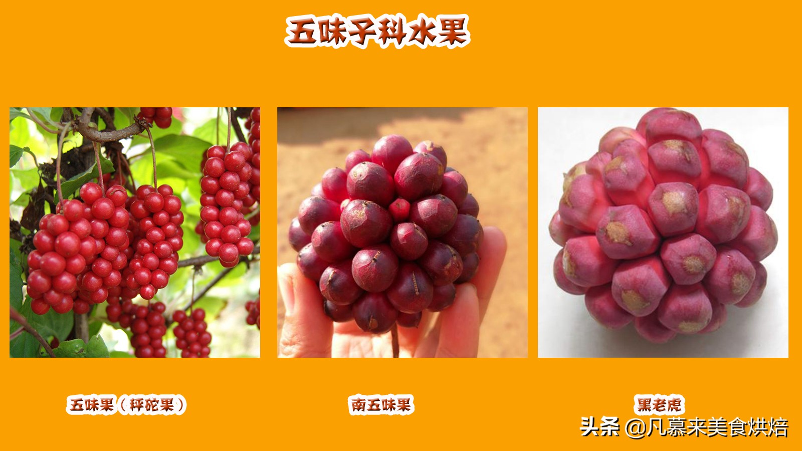 水果名称大全500种(各种水果名称及图片大全)