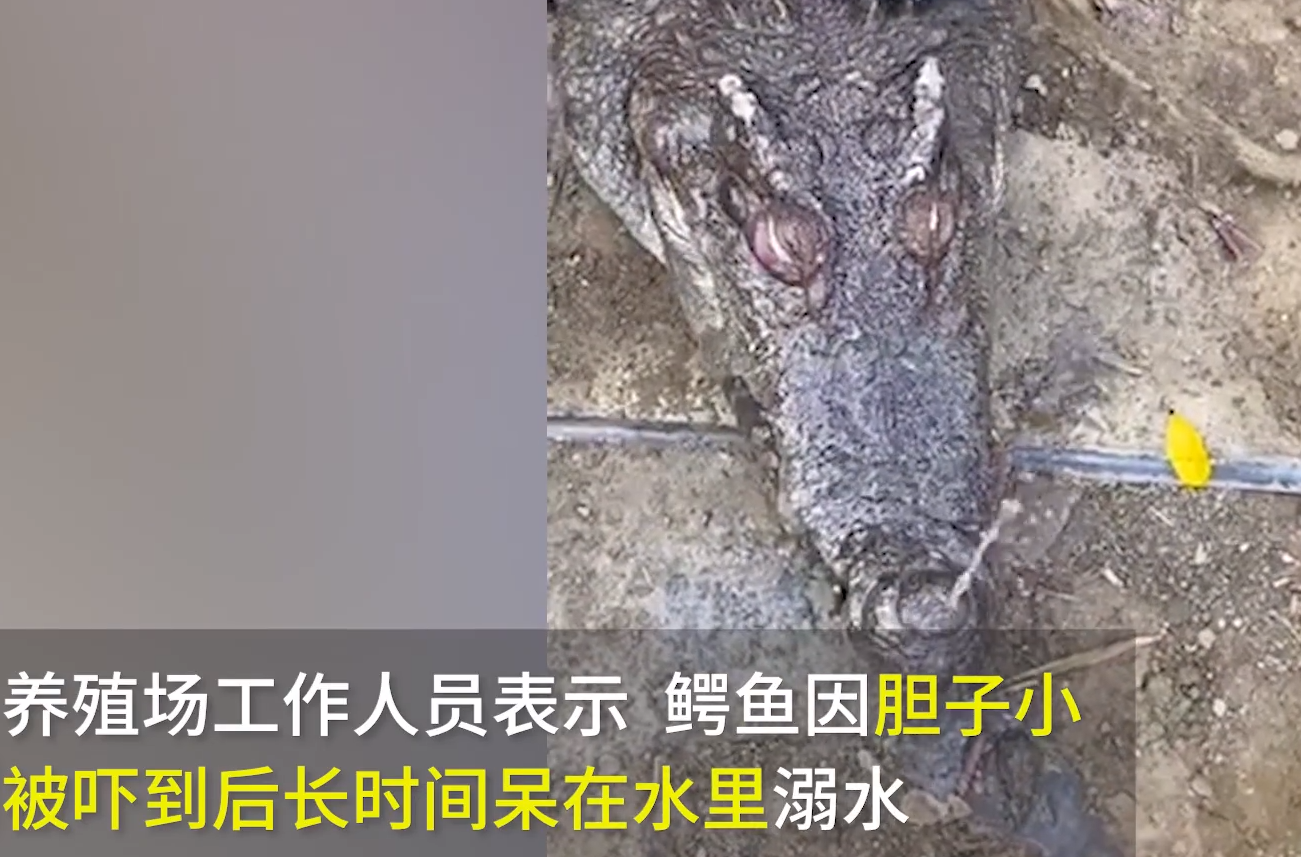 两百斤的鳄鱼竟然溺水身亡，让人难以置信