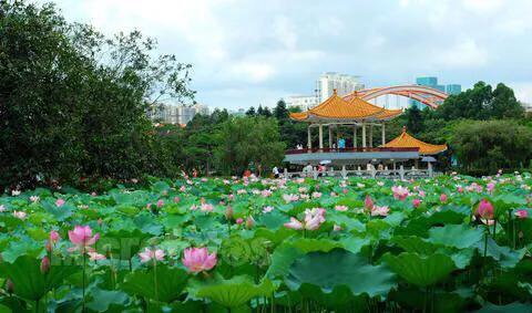 深圳十大免费特色的湖泊公园