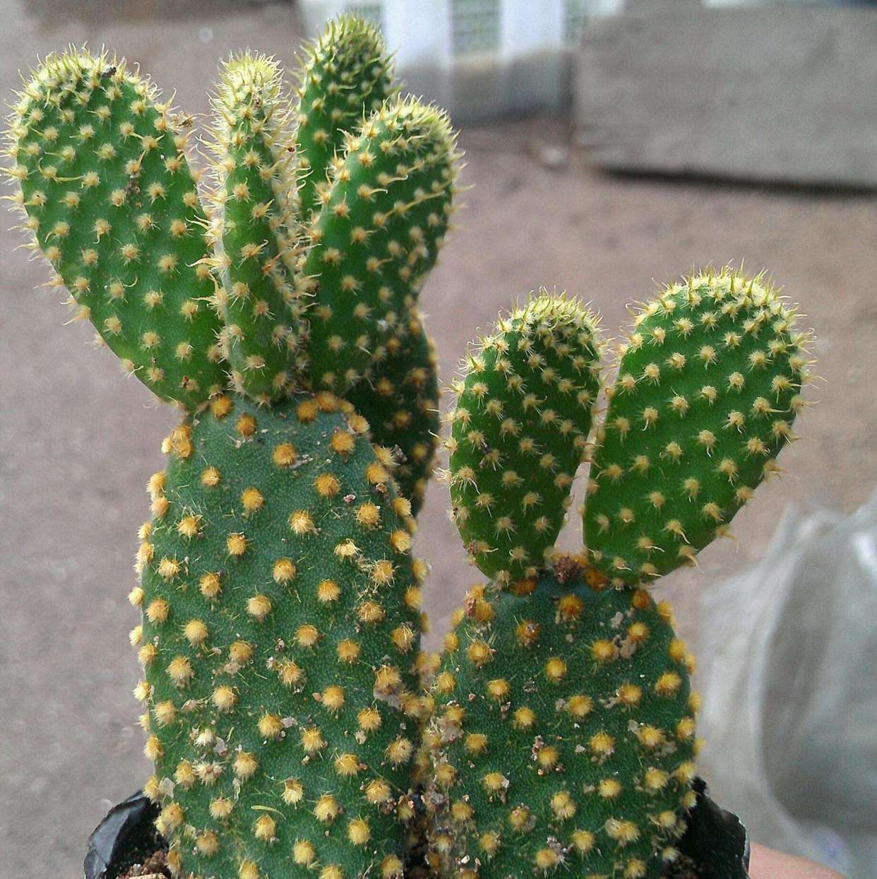 圆形仙人掌怎么养正确方法科普