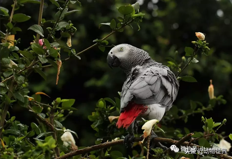 非洲灰鹦鹉图片（最聪明的鸟类之非洲灰鹦鹉介绍）