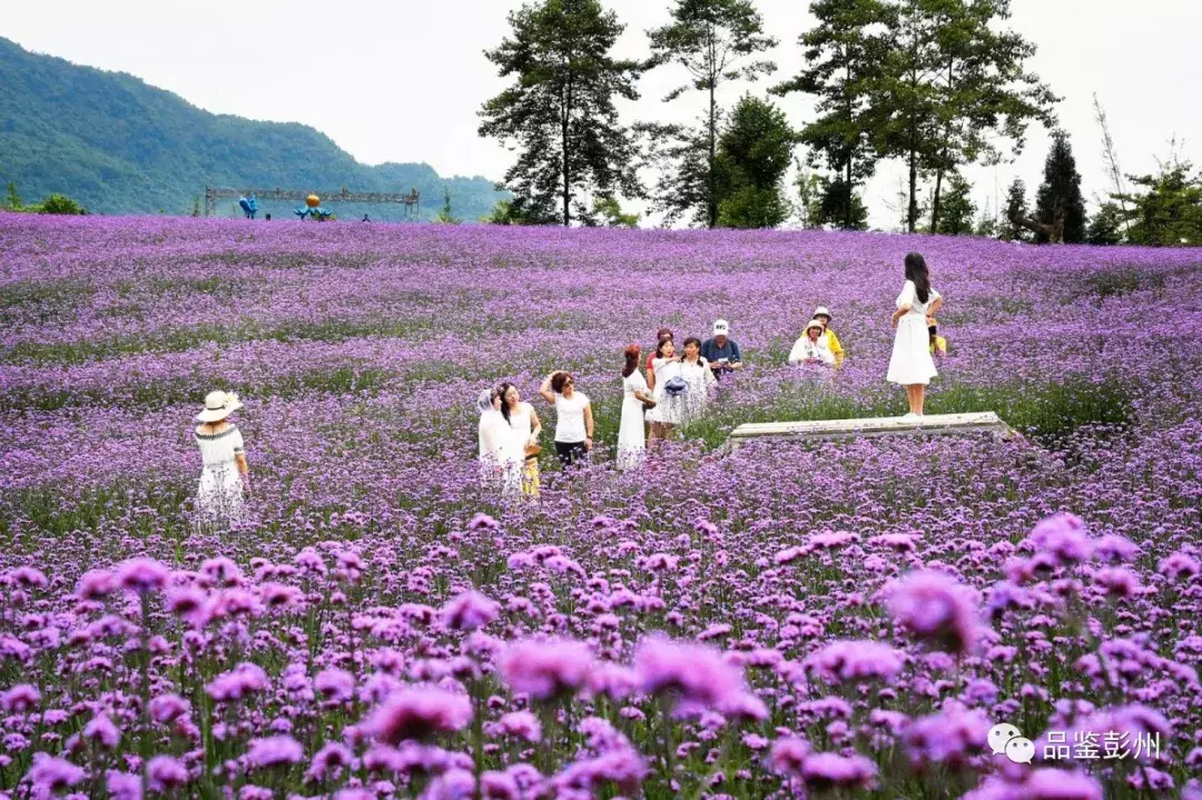 惊艳！蜂鸟闹花枝，彭州这片百亩紫色花海浪漫如仙境