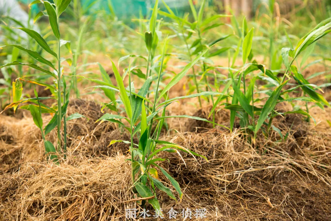 排面！11年老师傅的烤全羊肉欲暴击，带你1秒闪现内蒙古大草原