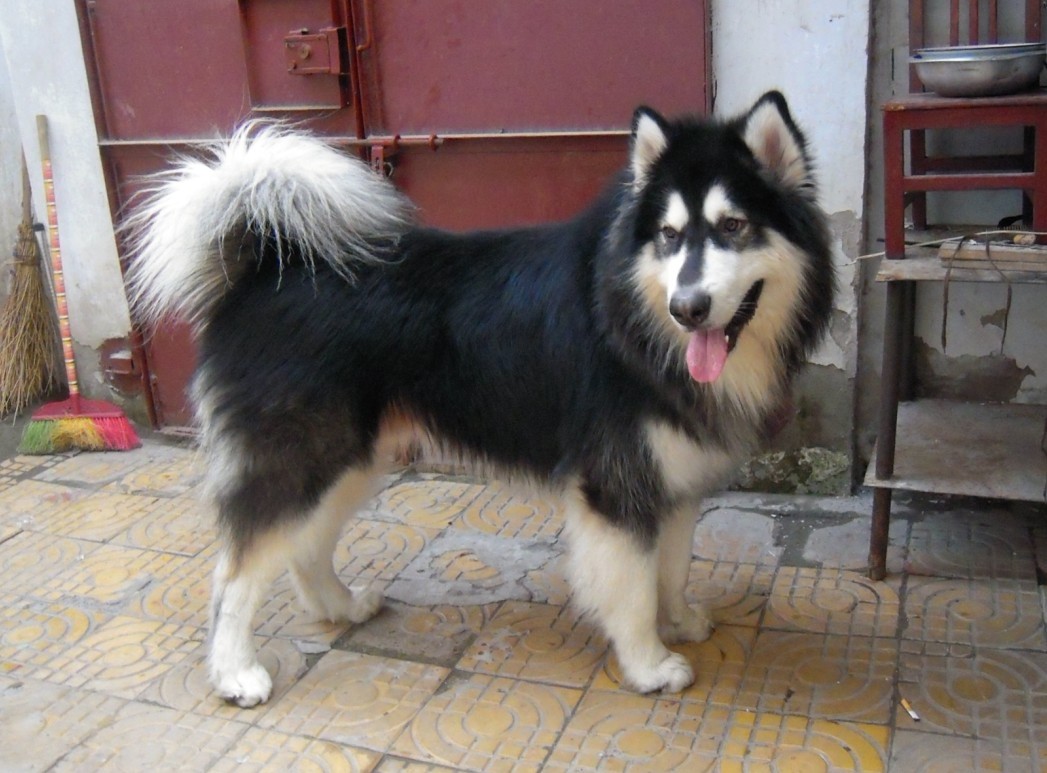 训狗新手必看！阿拉斯加犬怎么训练让它听话服从？