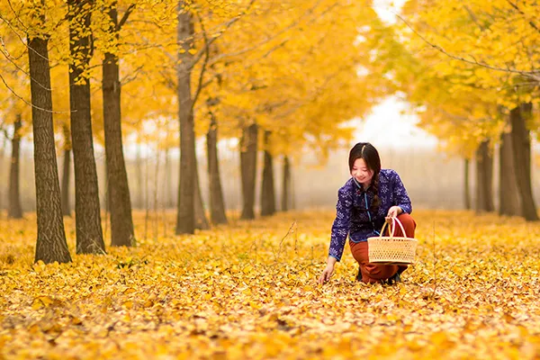 长三角这9条美丽乡村休闲旅游行（秋季）路线，你走过几条？