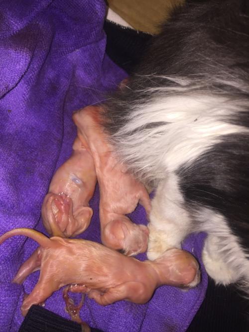 纯种小奶猫多少钱一只为什么小奶猫一出生就会叫