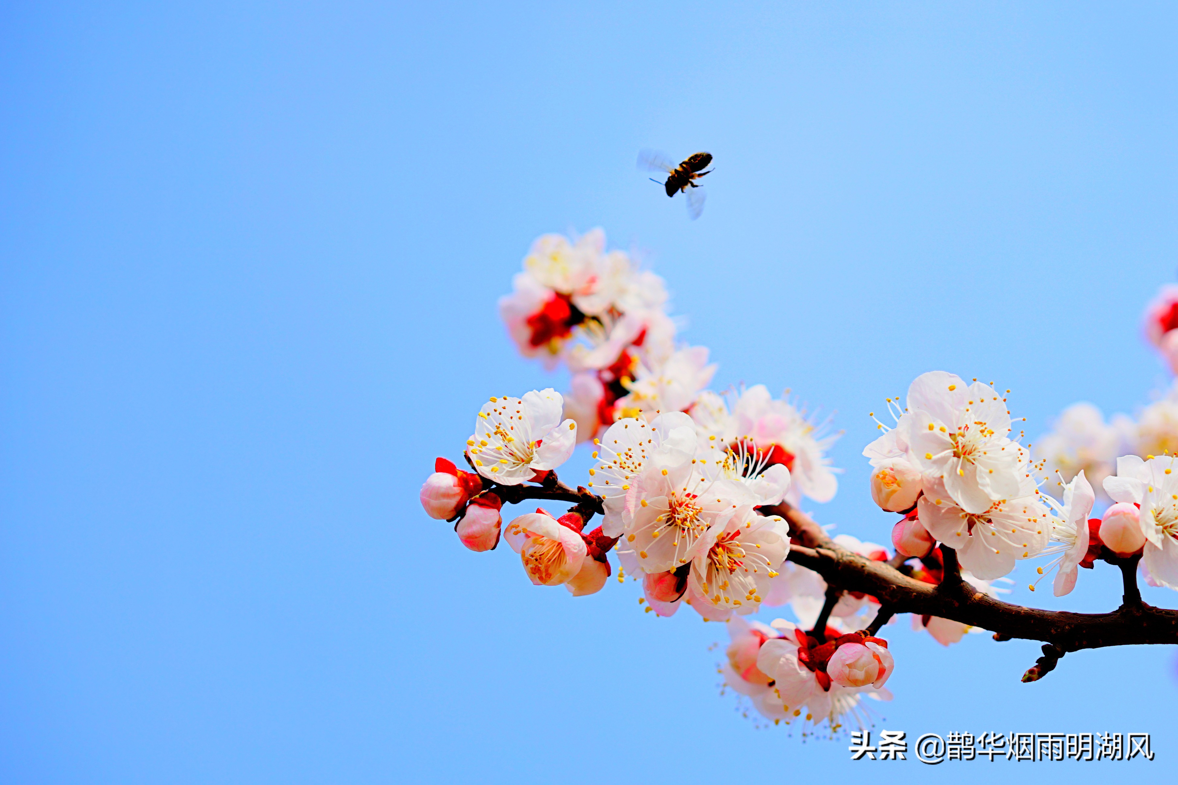 “青衣绣玉缕，春雨化琼浆”，聊一聊关于杏花与杏子的诗句