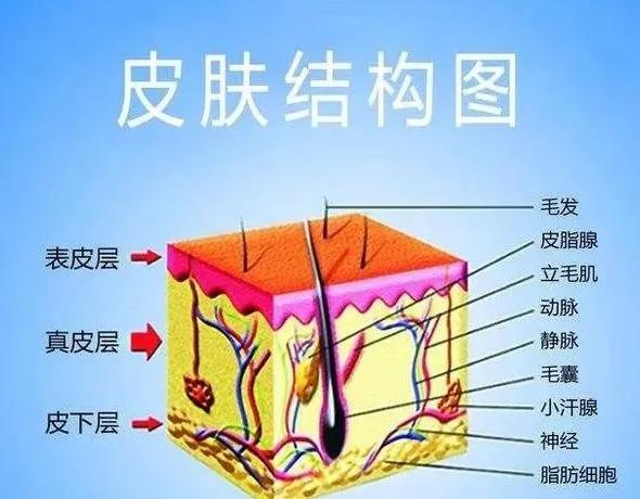 肤如凝脂说皮肤（郭述真）