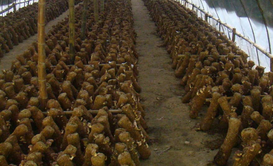 生长过程则要求较低,因此如果茶树菇的菇,生长期间先保持空气湿度百分