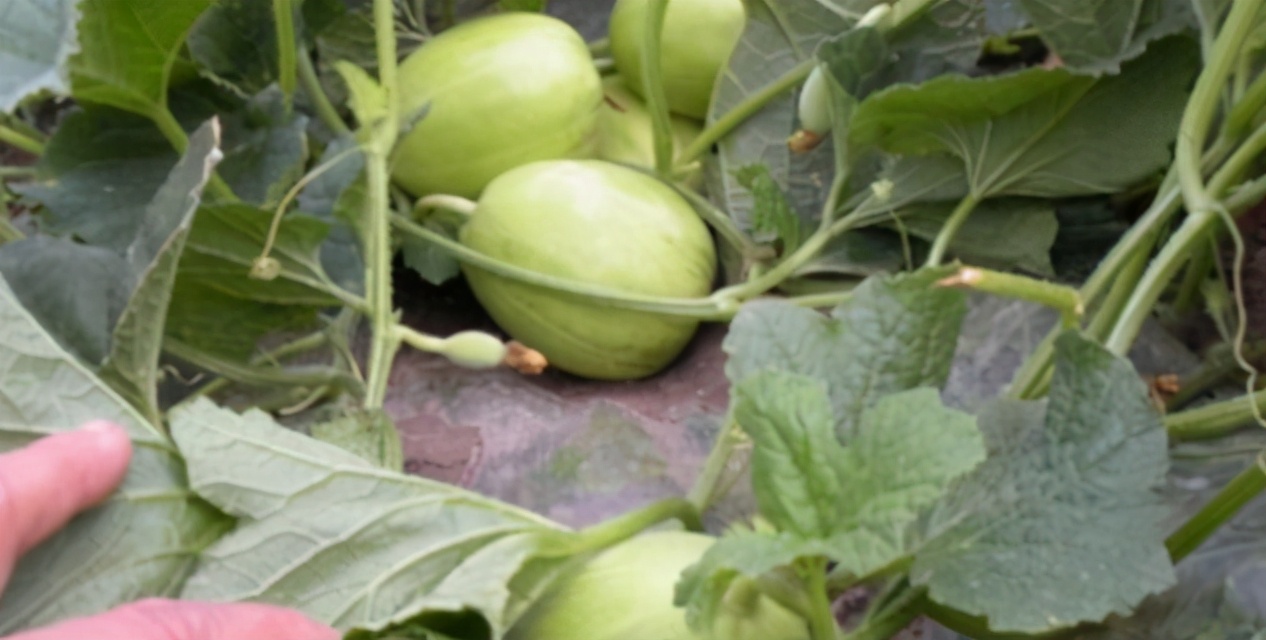 黑龙江绥化市这四种特产，远近闻名，看看你吃过哪几种？