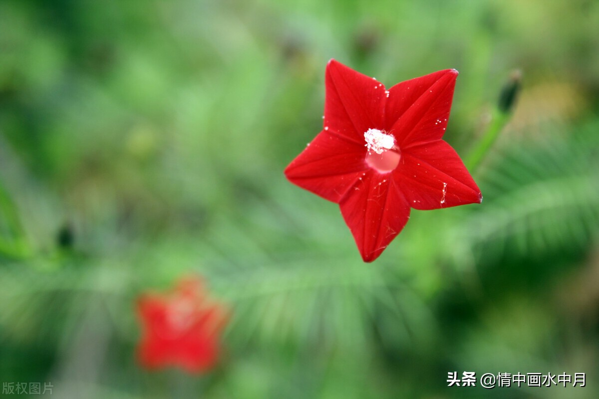 温柔到心底的表白情话，甜蜜暖心，深情撩人