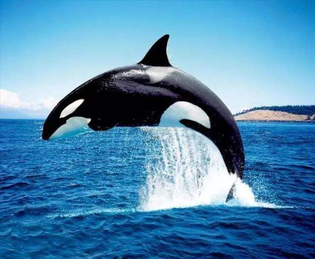  虎鲸号称“杀人鲸”，却从来不猎杀人，中间有什么奥秘