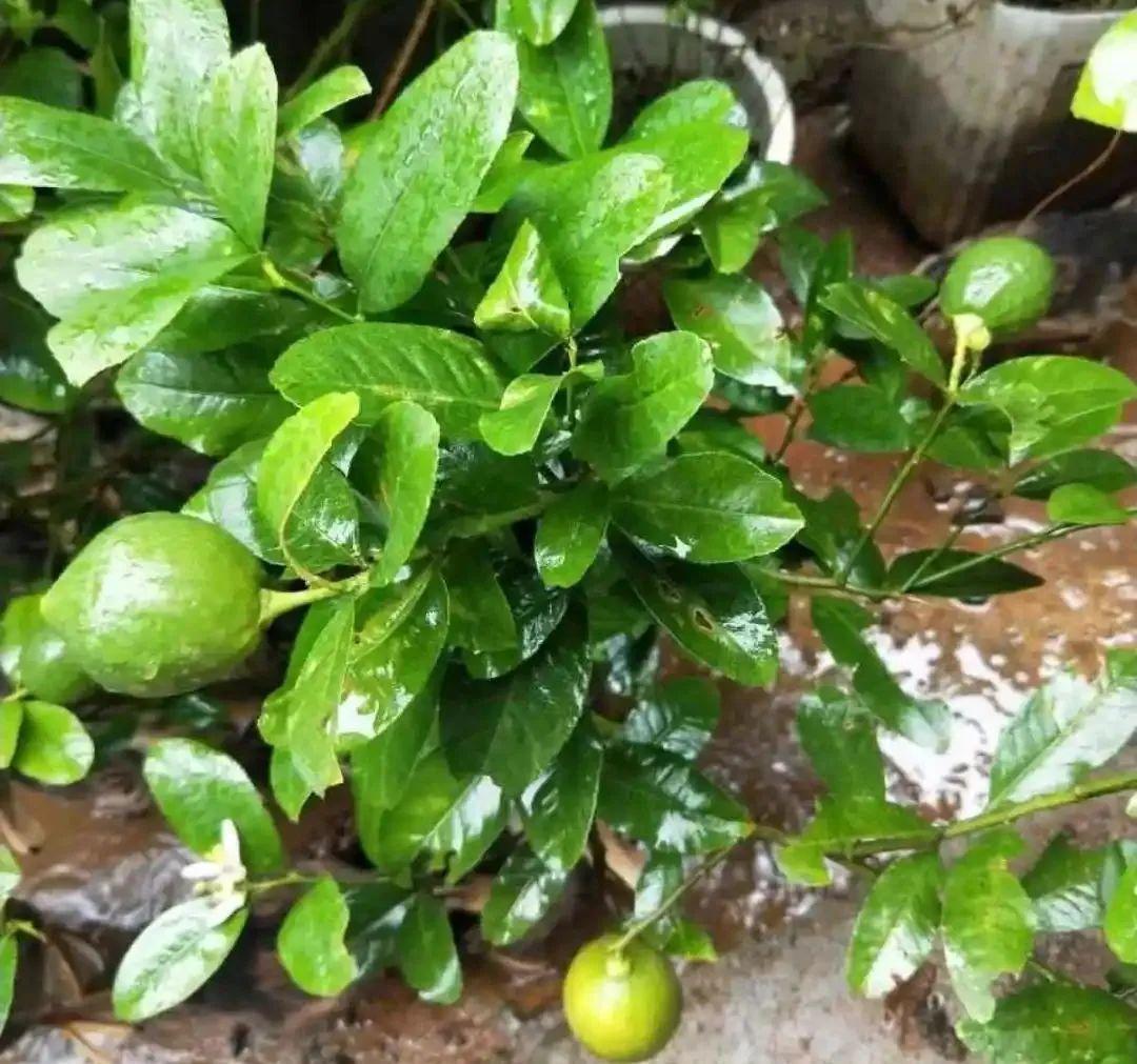 屋里养盆“香水花”，活脱脱的“活香水”，满屋香味还特别耐寒