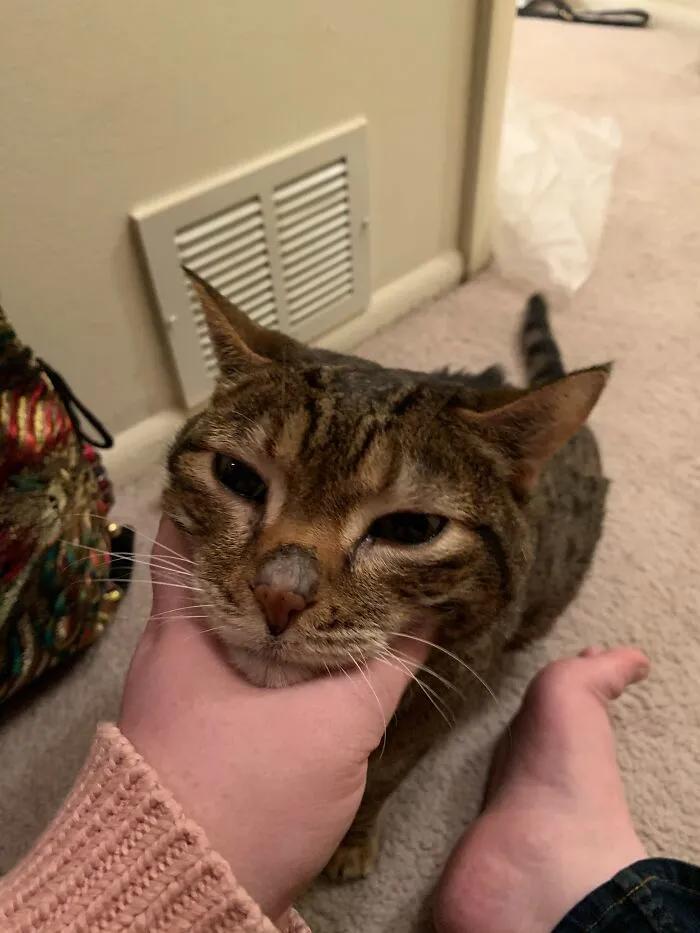 一隻18歲貓咪的獨特癖好：不給它穿毛衣就要哭幾個小時