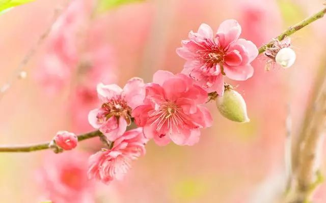 2020年,感情泛滥,烂桃花多,容易遇到桃花劫的星座