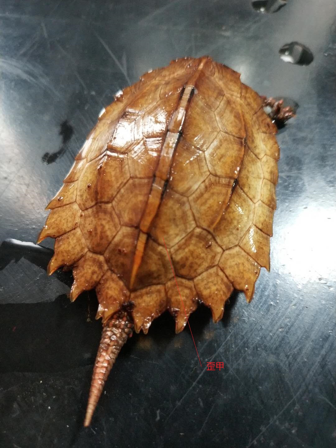 新手入门草龟的饲养